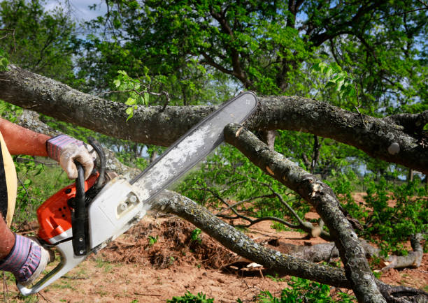 Best Arborist Consultation Services  in Mohnton, PA